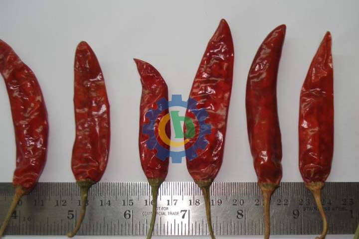 chili-destemming-stem-diameter
