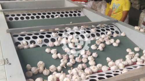 Garlic Cloves Separating Machine