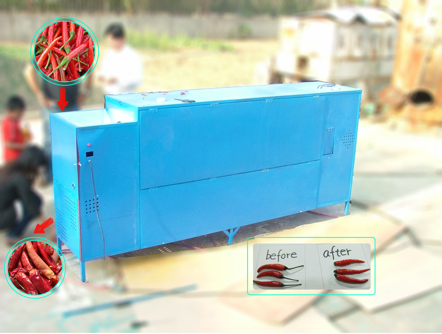 automatic chili stem cutting machine