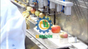convenient multipurpose automatic apple core orange peeling coring dividing machine