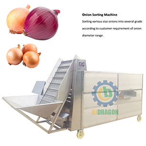 Onion Grading Machine Vegetables Size Sorting Machine