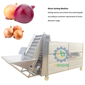 Commerical Passion Fruit Processing Avocado Onion Size Grading Sorting Machine